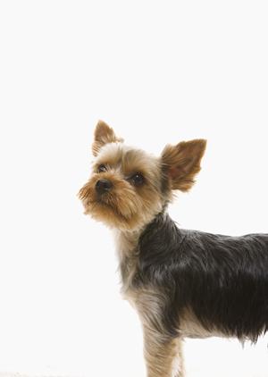 旭川市豊岡にある自然派動物病院「緑の森どうぶつ病院 豊岡病院」の特徴とサービス詳細