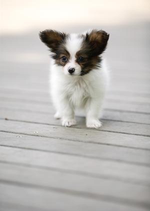 代官山にある犬グッズのお店について