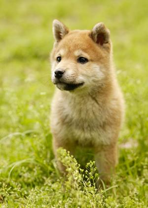 人の病院を超えるかもしれない動物病院
