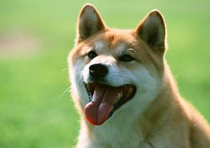 トリミングも出来る動物病院です