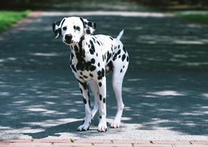 旭川市大町にある緑の森どうぶつ病院：自然に囲まれたリラックス空間と最新医療設備を誇る動物病院