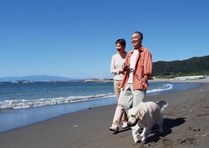 猫の健康管理に必須！信頼できる療法食ブランドを徹底比較